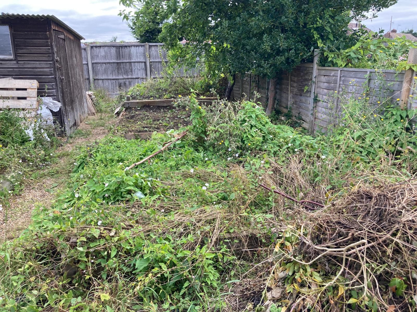 An overgrown back garden cut back, with large heaps of brambles, weeds and dead growth stacked ready for loading
