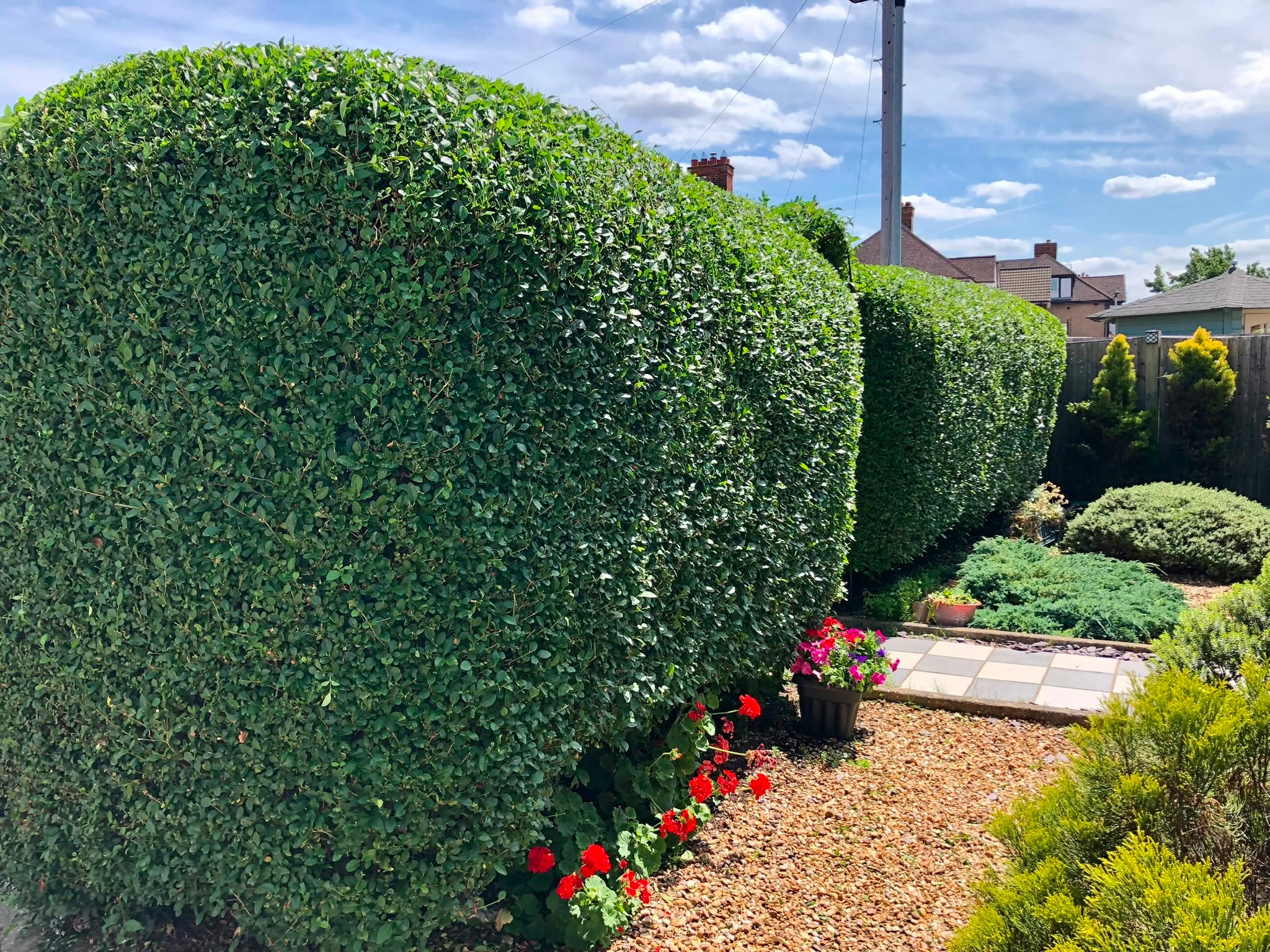The same privet hedge cut tight and square with flat faces and a level top, the path and border clear again