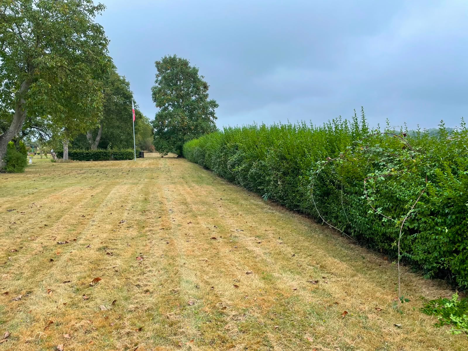 A long boundary hedge grown tall and straggly, closing off the view across the fields behind it