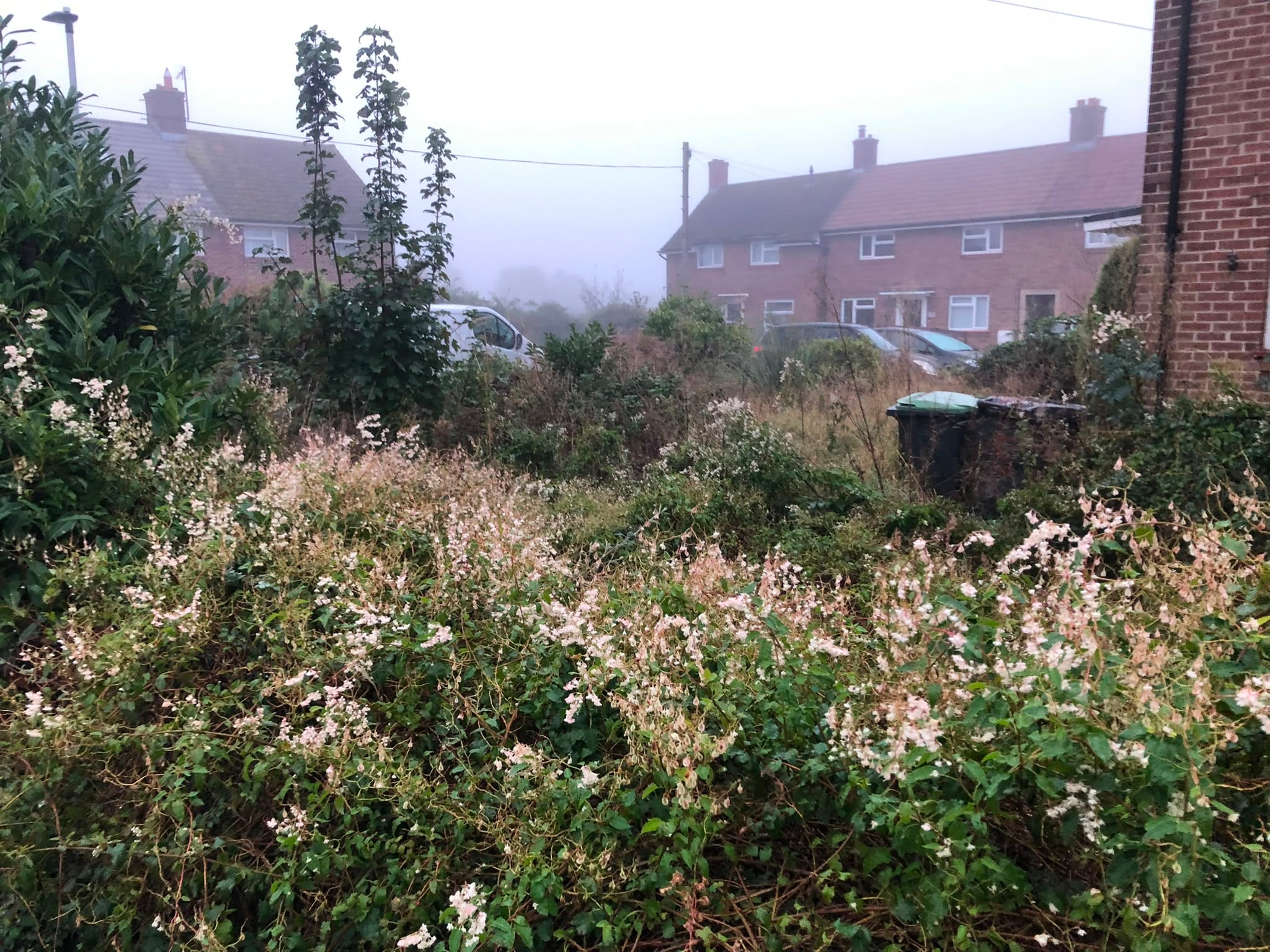 A front garden smothered under flowering bindweed, with the path and bins lost somewhere underneath it