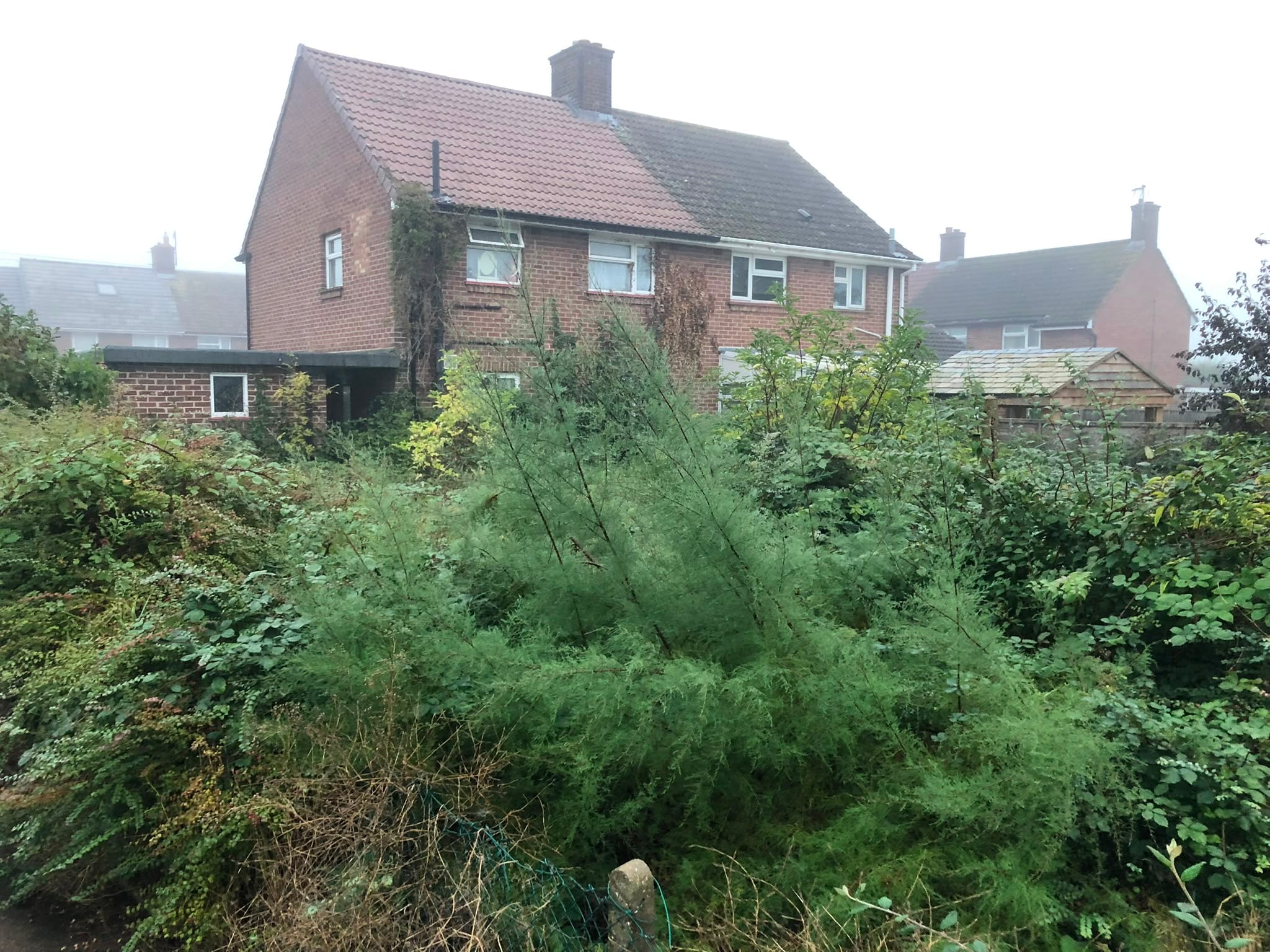 A garden completely lost under head-high brambles and self-seeded scrub, the house barely visible behind it